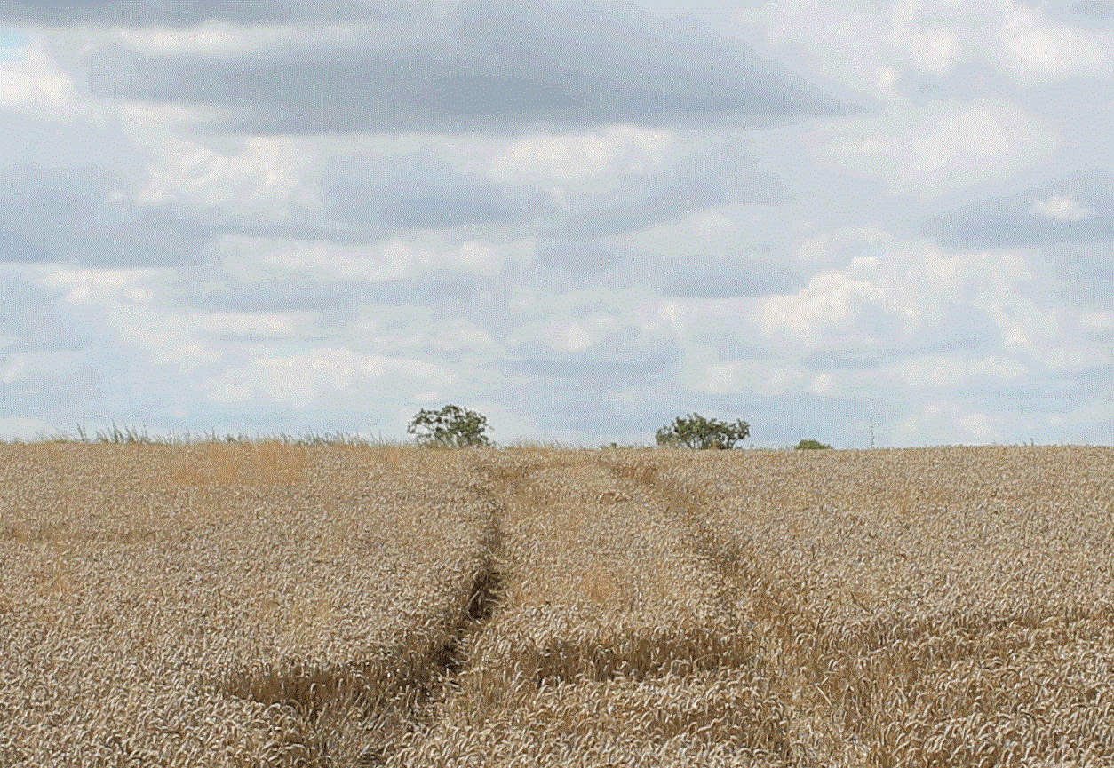 Wheat field cropped